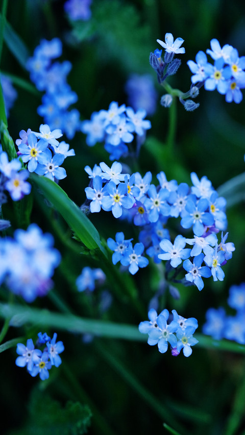 Flowers and plants screenshot