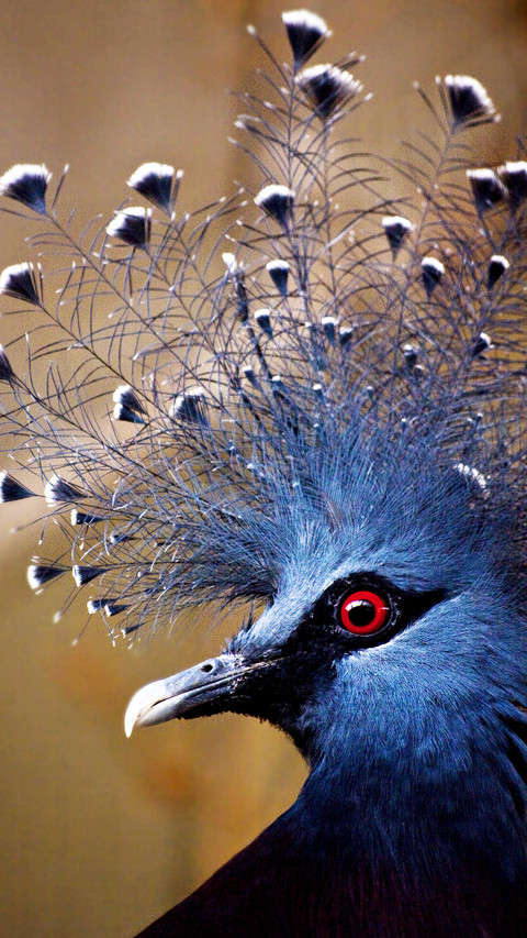 International-Blue Bird screenshot