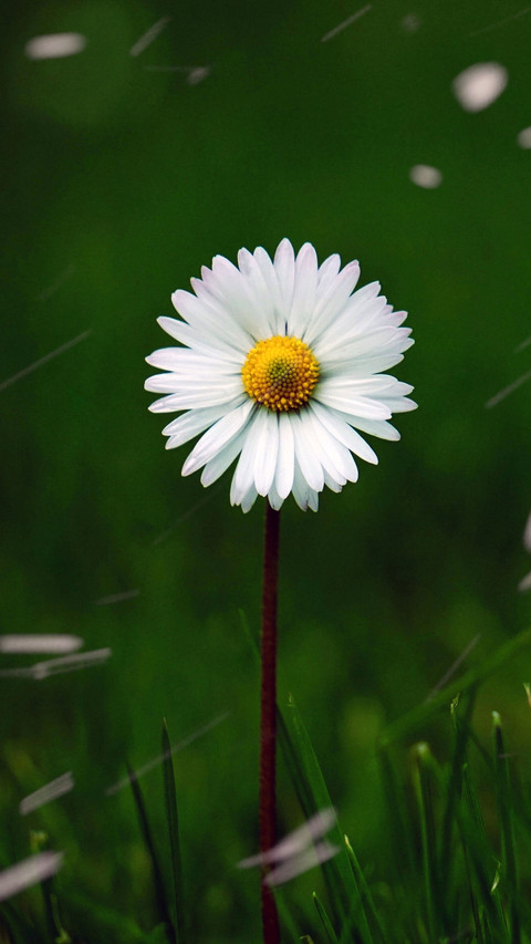 Fresh Daisy screenshot