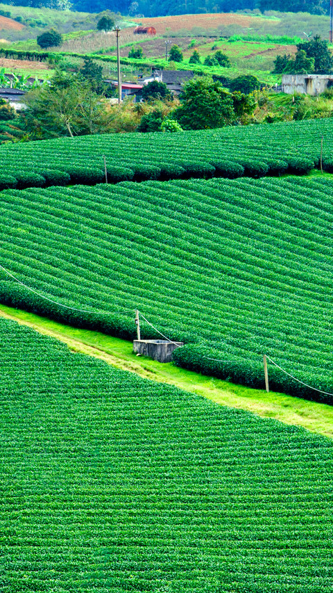 Working in the fields screenshot