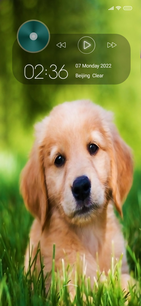 Puppy on screenshot