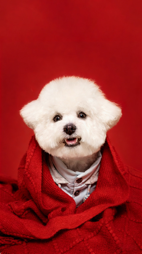红毯中的萌犬 screenshot