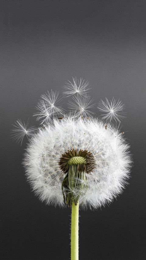 Dandelion in Black Background screenshot