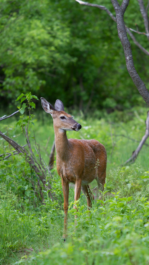 A Deer is Walking in The Forest screenshot