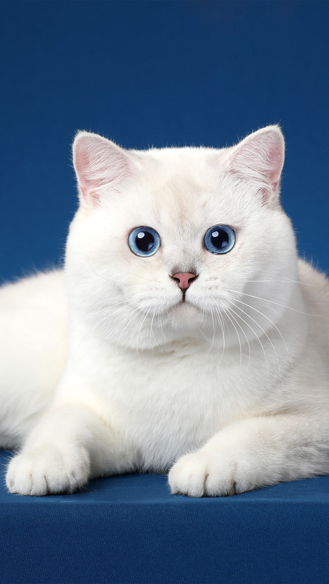 A little cat with blue eyes on a blue background screenshot