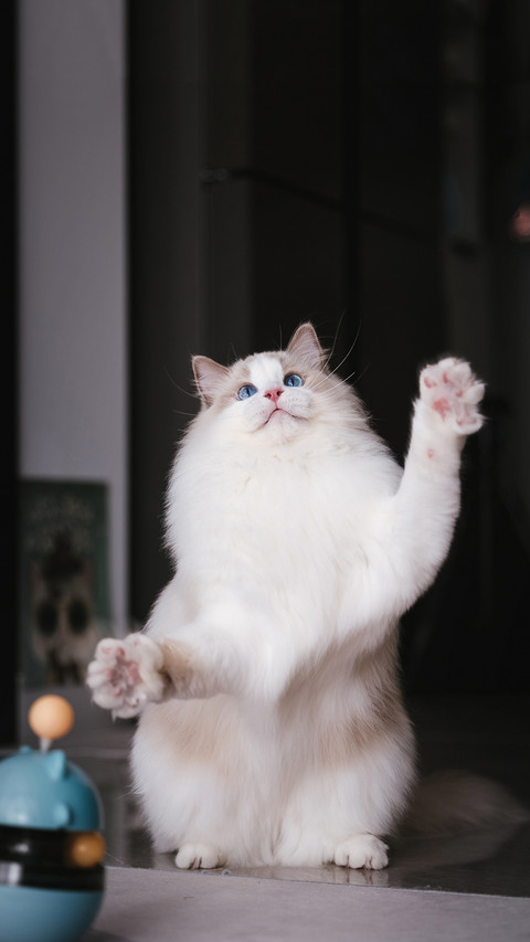 最伤布偶猫的饲养方式 screenshot