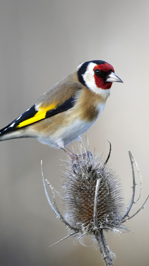 The golden finch perches on plants screenshot