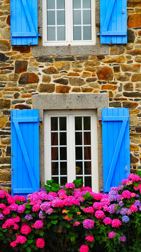 The flowers on the windowsill screenshot