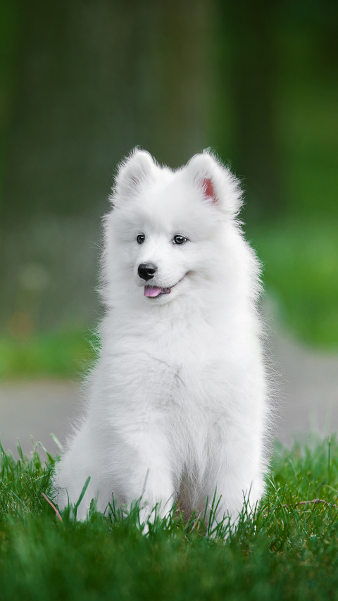 Cute Dog Sitting on The Grass And Smiling screenshot