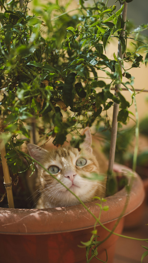 花园里的猫-视觉中国 screenshot