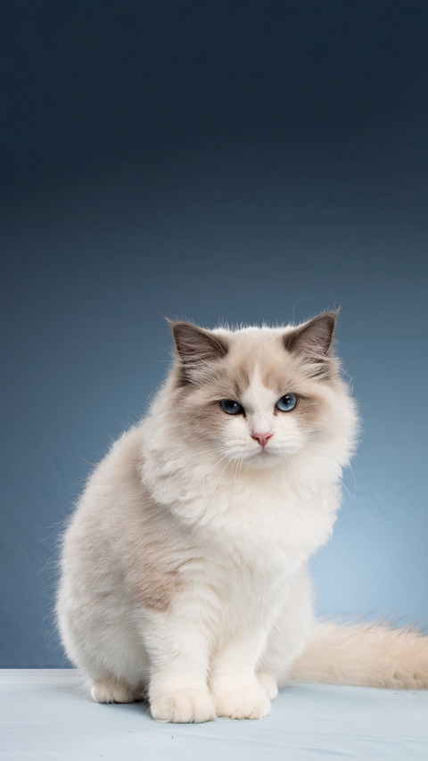 Cats are creatures with poor hands screenshot
