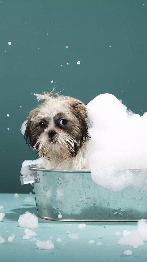 The dog cannot take a bath 8 screenshot