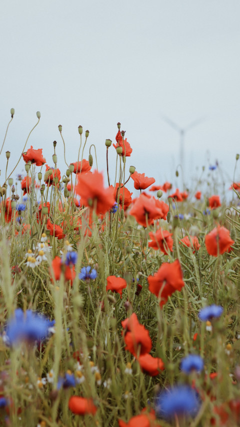 Flowers screenshot