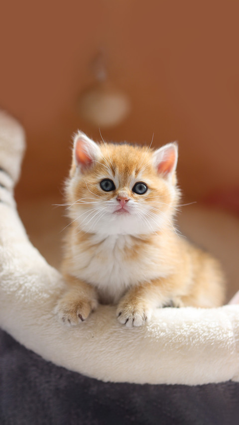 What to do if a cat loses its fur screenshot