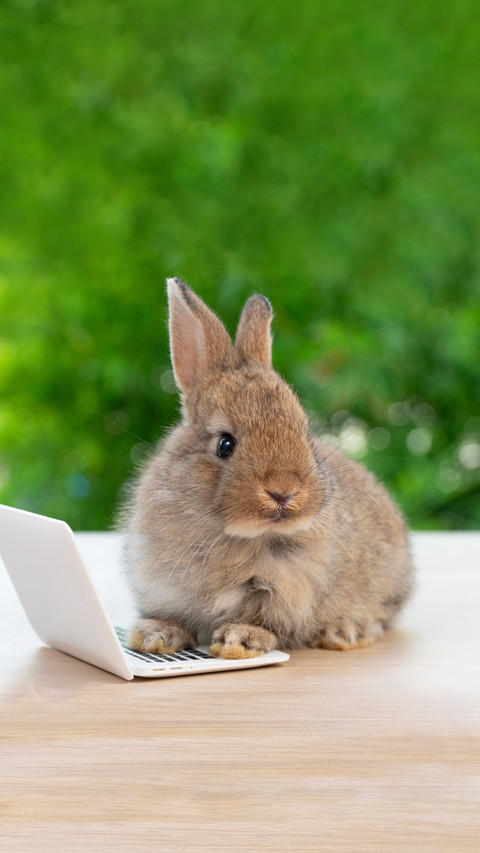 Lovely baby rabbit cleaning body sitting with laptop screenshot