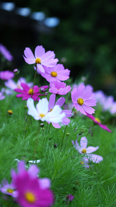 The gosang flower of the himalayas screenshot