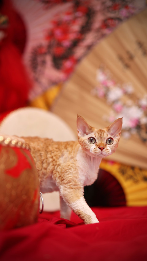 Cat Elf German Curly Cat 0 screenshot