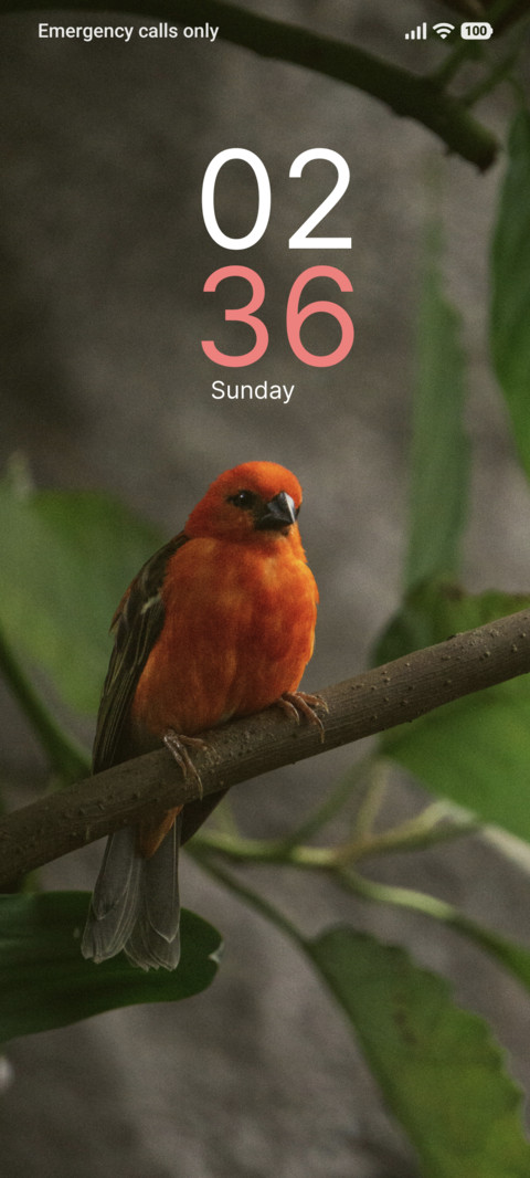 Morning Chirp screenshot