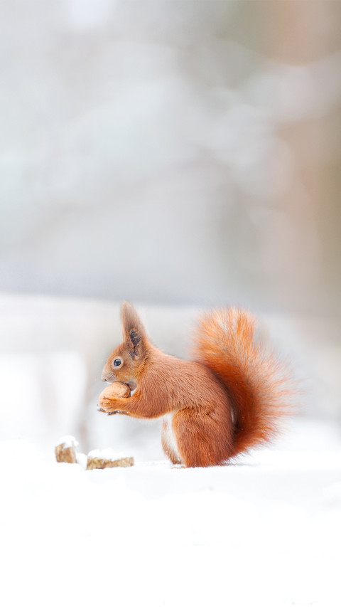 Eurasian Red Squirrel in Snow screenshot