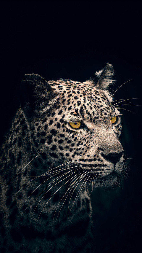 With piercing yellow eyes gazing into the distance screenshot