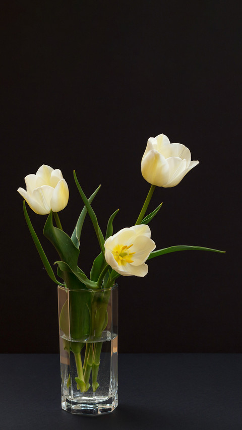 Bouquet of yellow tulips in glass vase on black background screenshot
