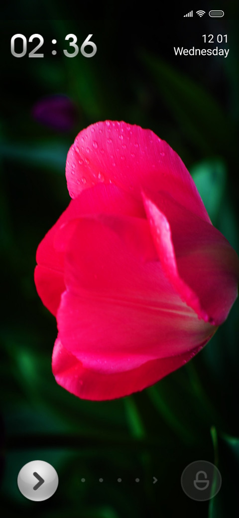 Tulips fi screenshot