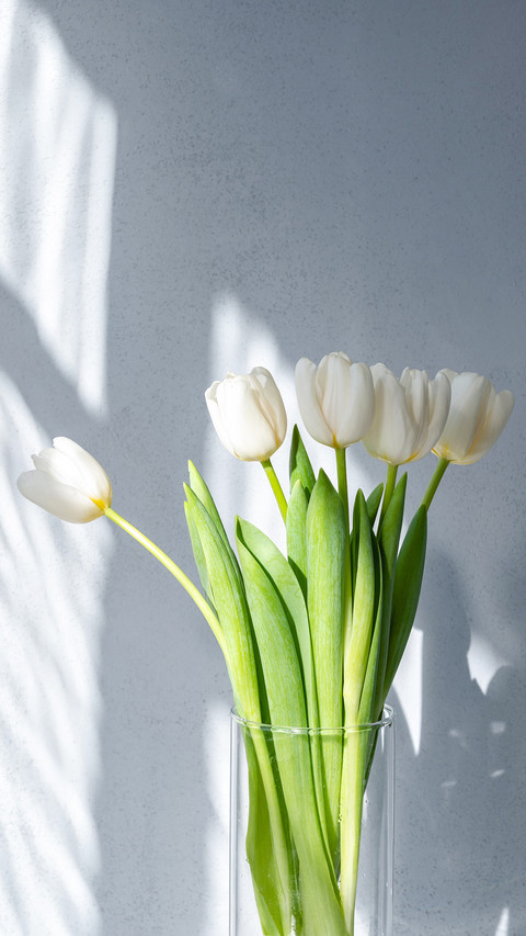 White tulip flowers bouquet on gray concrete wall background screenshot