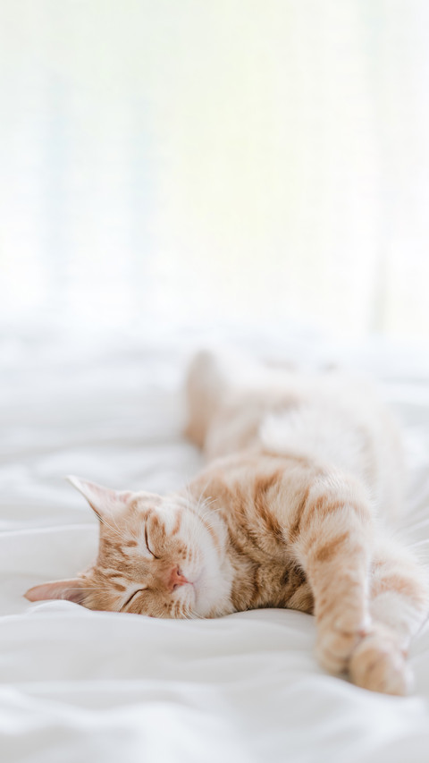 An orange cat is sleeping on the bed screenshot