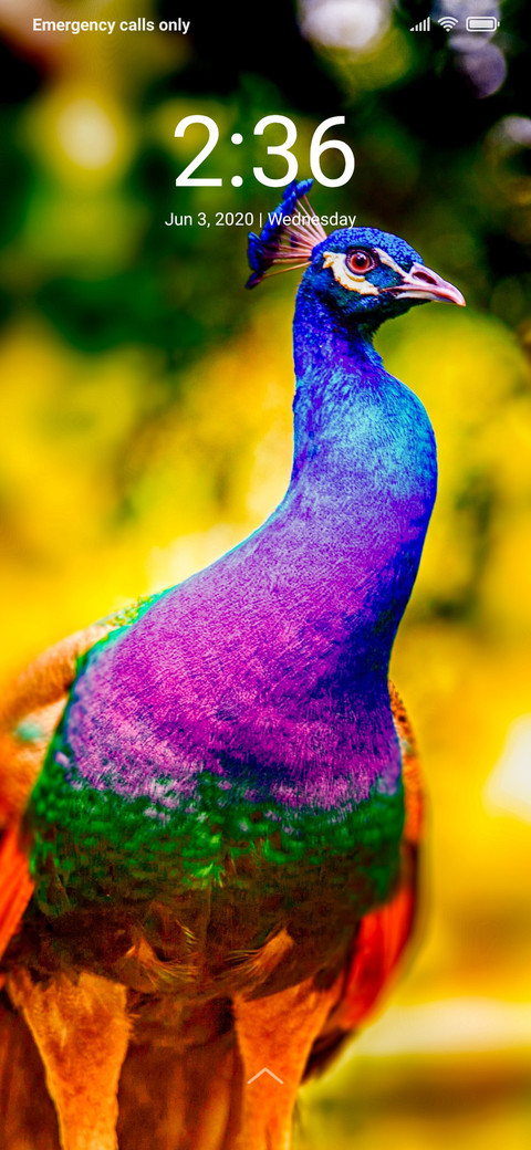 Peacock_DWM2 screenshot