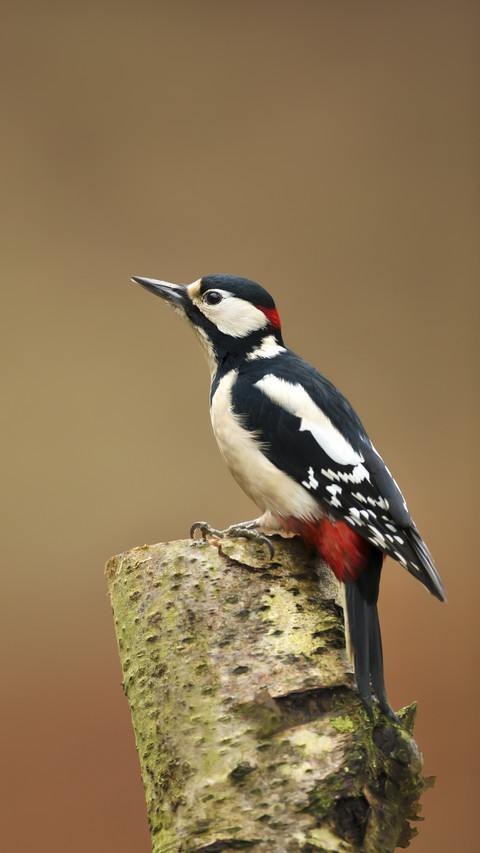 Great Spotted Woodpecker screenshot