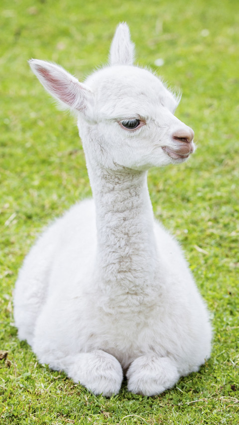 Cute Baby Alpaca screenshot