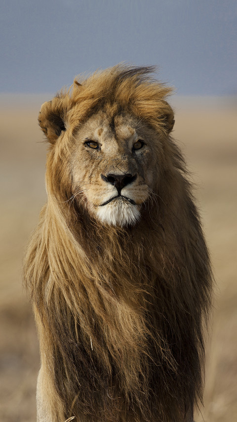 Handsome Male Lion screenshot