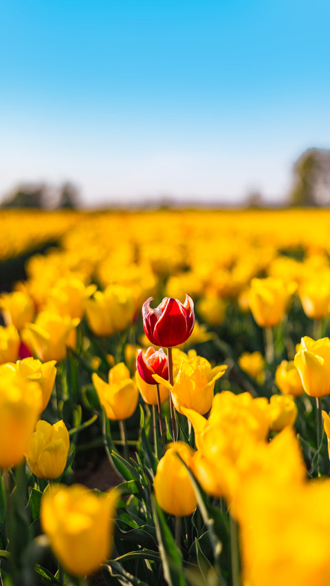 Colorful Flower Field screenshot