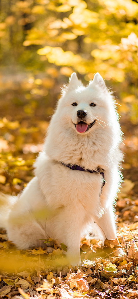 Dogs in Autumn-PAIXIN screenshot