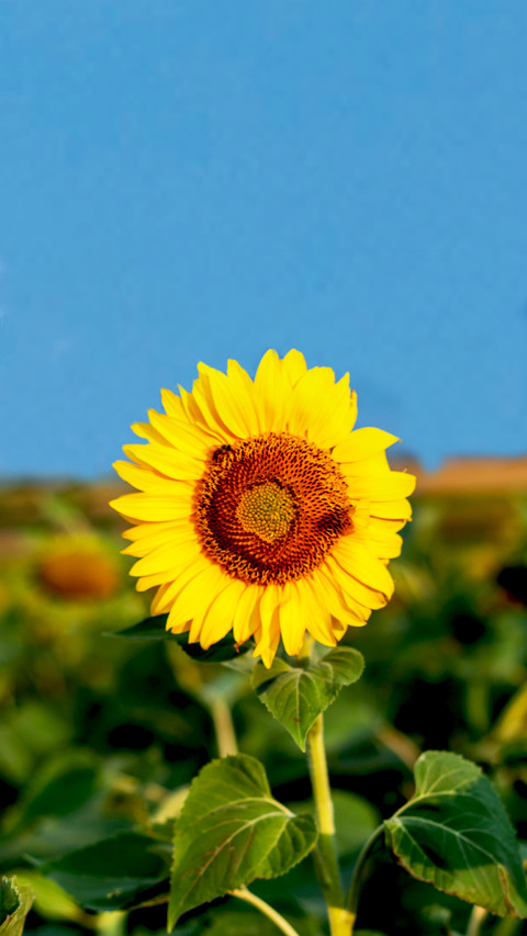 Blooming Flowers screenshot