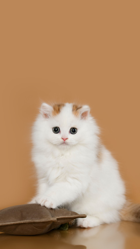 A Fluffy Gentle Kitten Sitting with A Brown Background screenshot