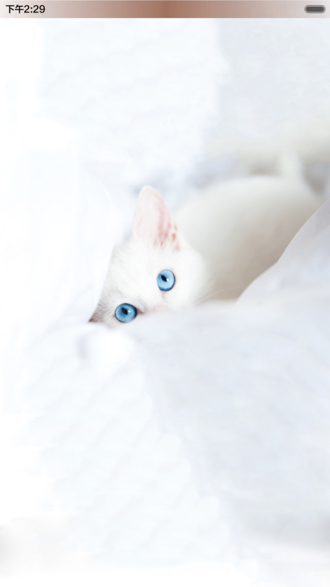 萌宝的世界（猫咪） screenshot