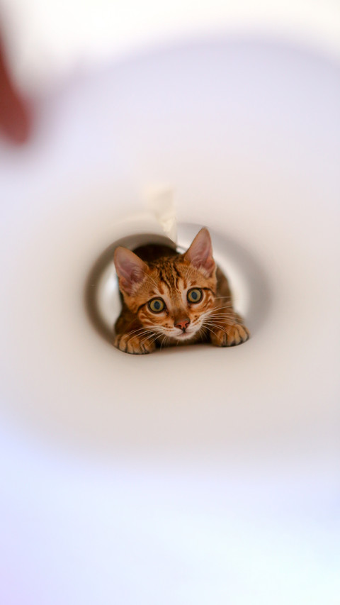 Cute Kitten Inside Paper Roll screenshot