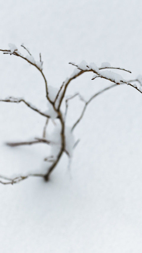 Close-up of dried leaves in the snow screenshot