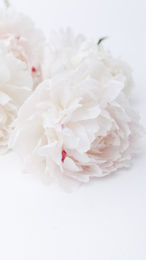 herbaceous peony screenshot