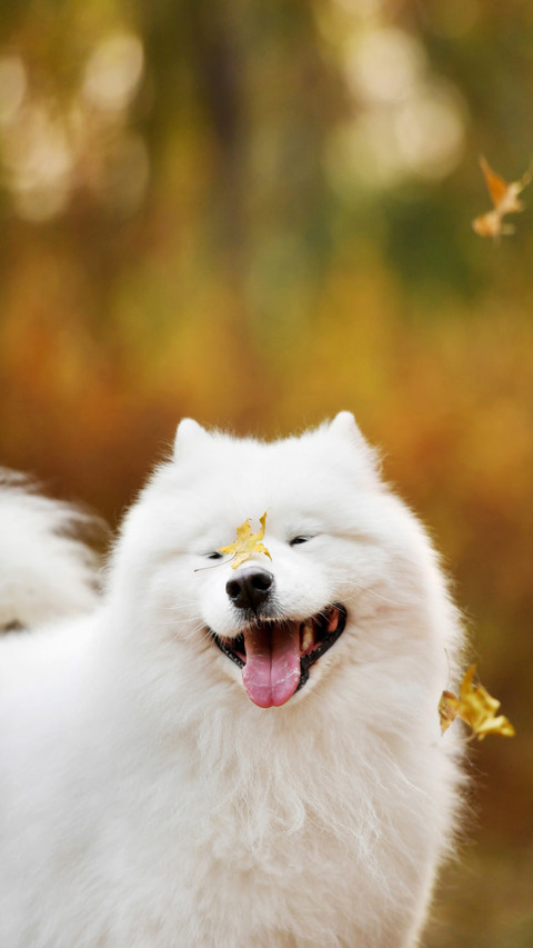 Rapid growth of pet industry market 64 screenshot