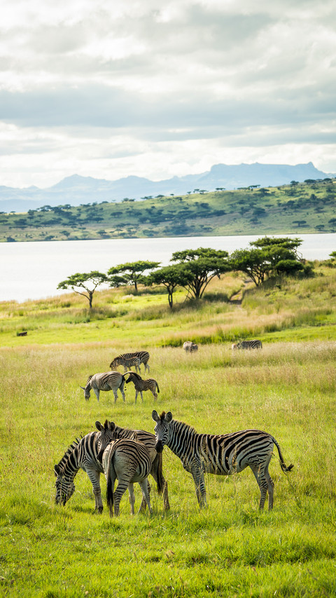 South african savanna screenshot