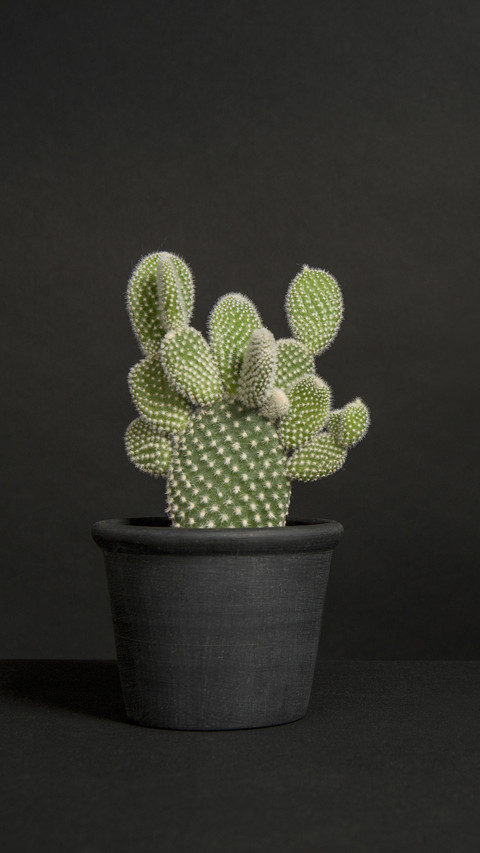 Plants that Reduce Indoor Humidity 6 screenshot