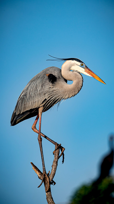 Great blue heron on top of tree in the Venice screenshot