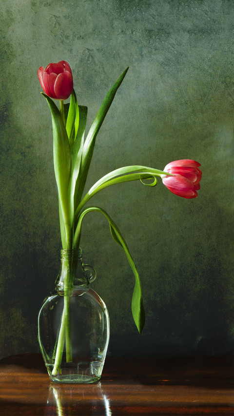 Elegance of tulips 4 screenshot