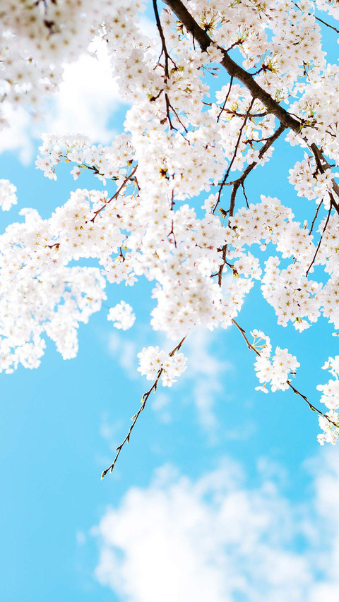 春色桃花-视觉中国 screenshot