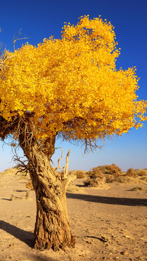 Autumn Populus euphratica forest screenshot