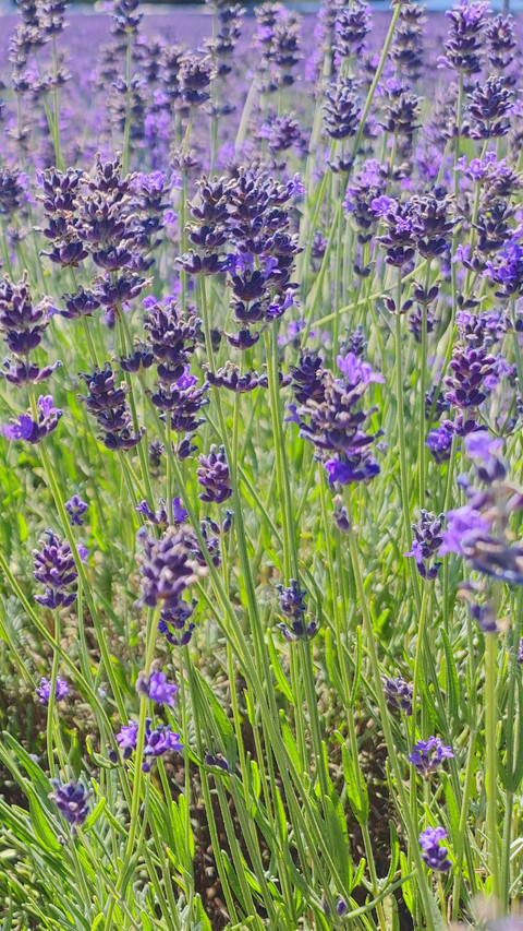 Lavender Meadow screenshot