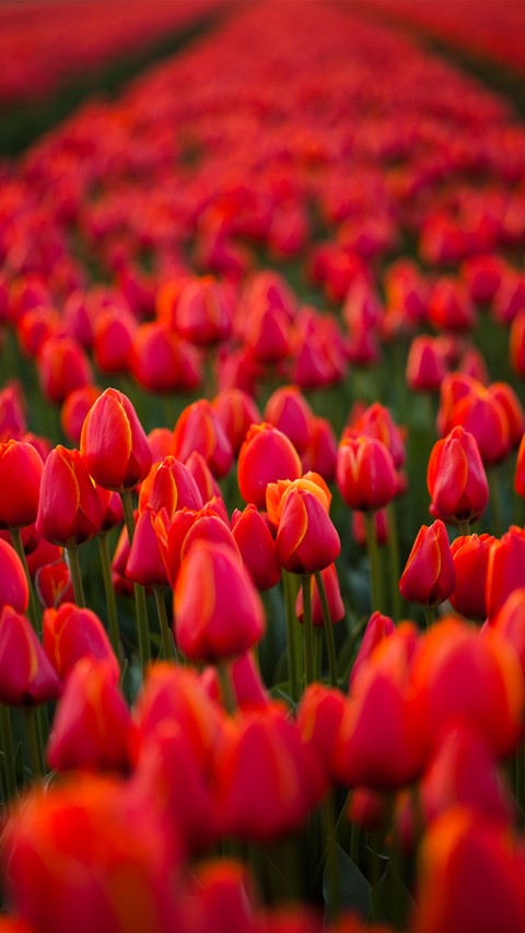 Magnificent flower fields screenshot
