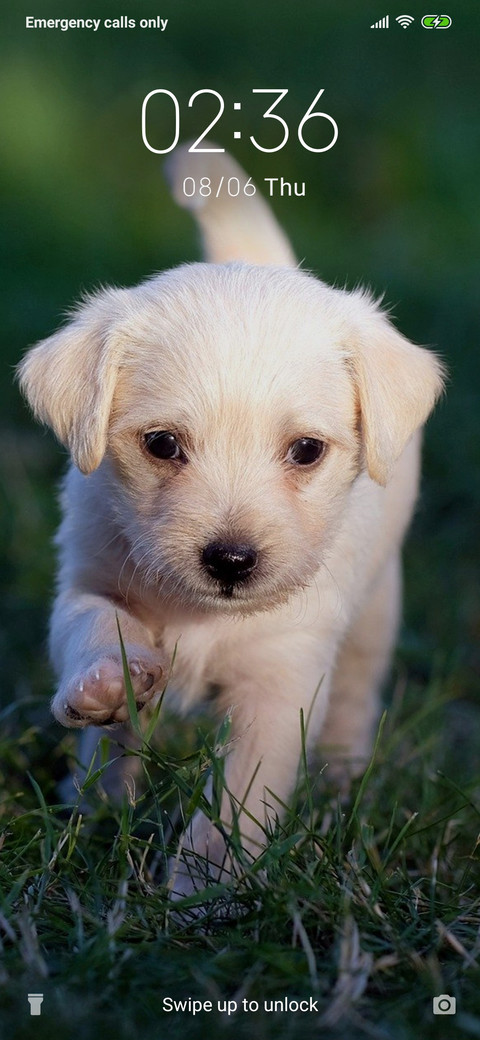 Puppy - Outdooes_3MDS screenshot